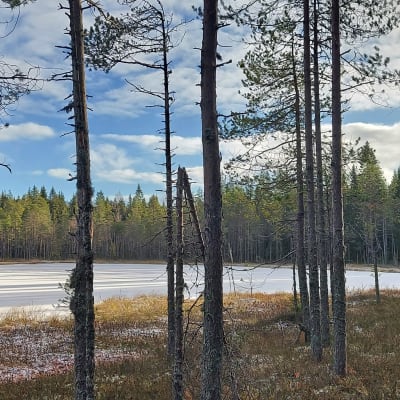 Maisemakuva: edessä mätyjä, taustalla lumen peittämä lampi.