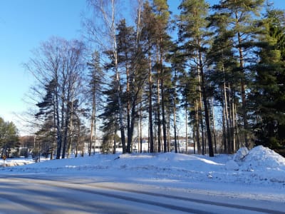Skogsdunge i vägkorsning i vinterskrud.