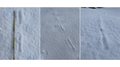 Tre bilder på djurspår i snö.