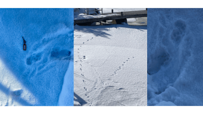 Tre bilder på djurspår i snö.