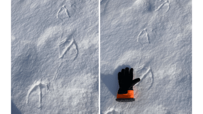 Två bilder på fågelspår i snö.