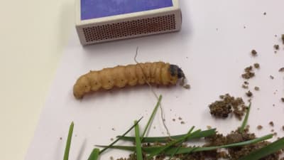 En larv på vitt papper, omgiven av tändsticksask, gräs och sand.