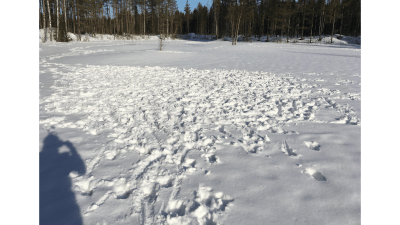 Mängder av djurspår i snö.