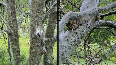 Två bilder på träd täckt med grå spunnen hinna och larver.