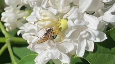Vit blomklase med gul spindel som fångat en blomfluga i mitten.