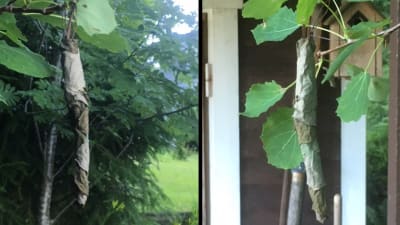 Två bilder på en lång rulle av torra asplöv hängande i aspgren.