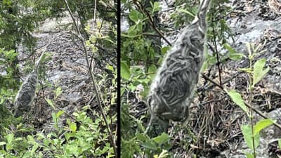 Bild med bildförstoring på en klunga larver hängande på gren täckta av tunn väv.