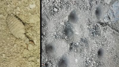 Två bilder. Insekt till vänster, hål i myllan till höger.
