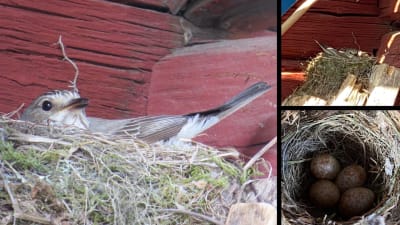 Tre bilder på fågelbo med ägg och ruvande fågel.