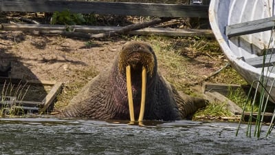 En valross på väg ner i vattnet från en stand. Huggtändernas toppar är redan under vattenytan, men största delen av djuret syns fortfarande.