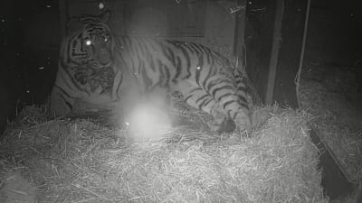 Tiger med unge på Högholmen