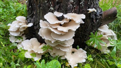 Vita svampar som växer runt stammen på ett träd.