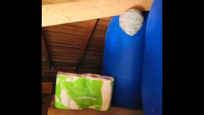 Ett getingbo hängande i takkonstruktion med blåa tunnor i bakgrunden och ett paket hushållspapper under.