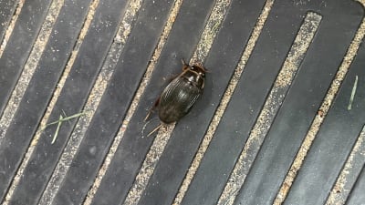 En dykarbagge på svart gummimatta.