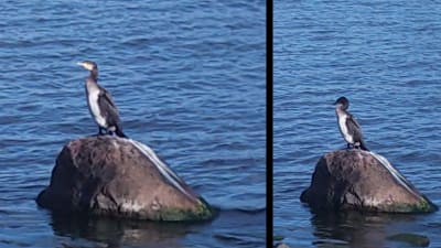 Två bilder på skarv sittande på sten i vattnet.