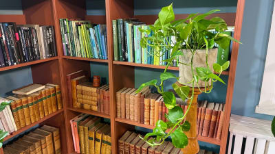 En krukväxt vid en bokhylla.