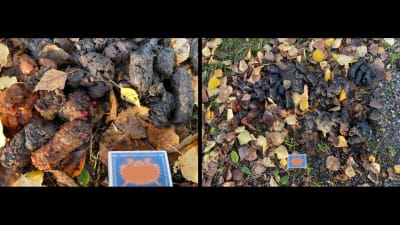Två bilder på djurspillning bland höstlöv.