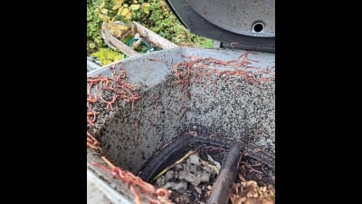 Mängder av mask som kryper längs kanterna på kompostbehållare.