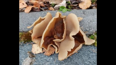 En brun svamp vid kantsten.
