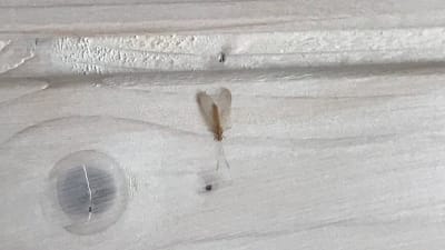 En bevingad insekt på gråfärgad bräda.
