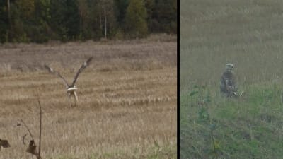 Två bilder på fiskgjuse.