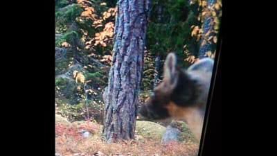 En mård fotograferad med viltkamera.
