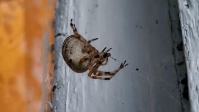 En spindel klättrande på sitt nät.