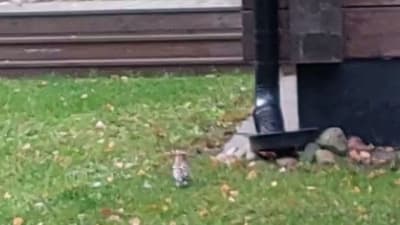 Stillbild från videoklipp med en härfågel.