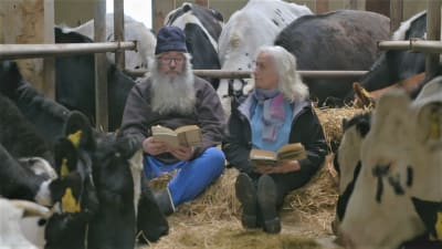 Mikko Ranta-Huitti lukee navetassa lehmien keskellä Eeva Heilalan  ja Maarit Tastula Eeva Kilven runoja. 