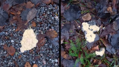 Två bilder på något svampaktigt, ljusgult, på marken bland höstlöv.