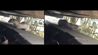 Två bilder på ett litet mårddjur i vinterpäls under en bil.