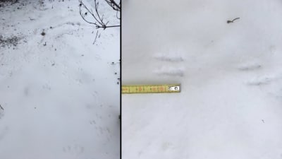 Två bilder på djurspår i snö.
