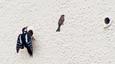 En hackspett och annan småfågel vid en husvägg.