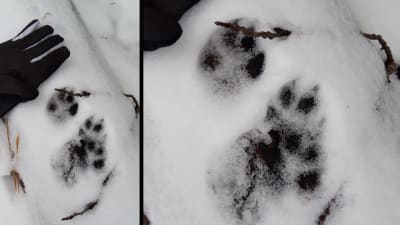 Två bilder på djurspår i snö.