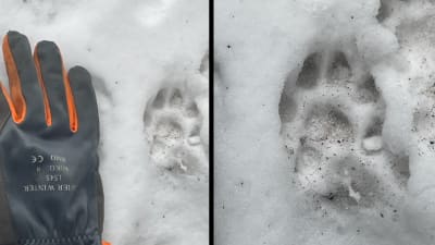 Två bilder på djurspår i snö.