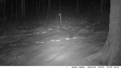 Ett mårddjur, troligen utter, som fotograferats nattetid i vinterlandskap med viltkamera.
