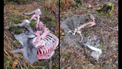 Två bilder på ett kadaver av vitsvanshjort, där bilderna är tagna med en dags mellanrum.