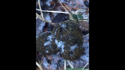 Djuravföring bland frusna blad.
