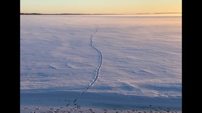 Djurspår i snö, som leder ut på isen och försvinner i horisonten.
