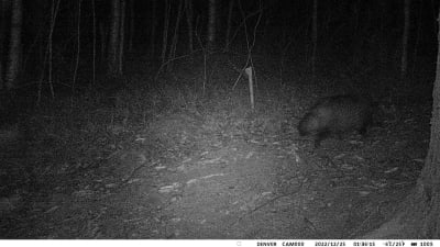 Ett djur fotograferat nattetid med viltkamera, troligen en mårdhund.