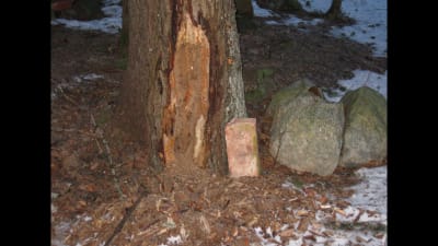 En trädstam som fått delar av sin bark avskrapad av något djur.