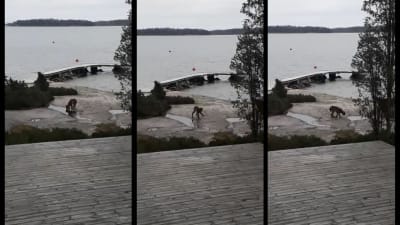 Tre bilder på lodjur som dricker vatten ur pölar vid en strand.