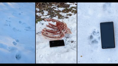 Tre bilder på djurspår i snö, i mitten även bröstkorg, troligen av rådjur. Bredvid djurspåren en mobiltelefon.