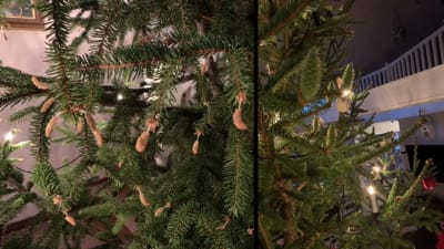 Två bilder på julgran inomhus som fått skott grenarna.