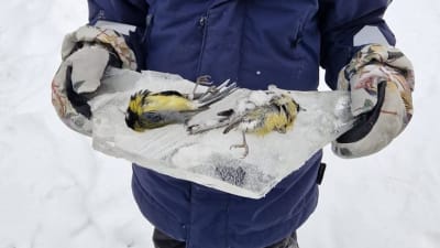 En person håller fram ett mindre isflak på vilket det ligger två döda talgoxar.