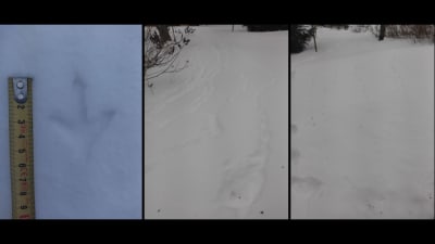 Tre bilder på fågelspår i snö.