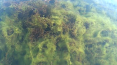 Ax-slinga är ett sjögräs som kväver allt som kommer i dess väg.