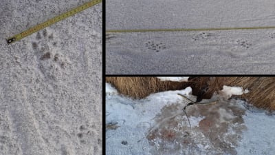 Tre bilder på djurspår i snö.