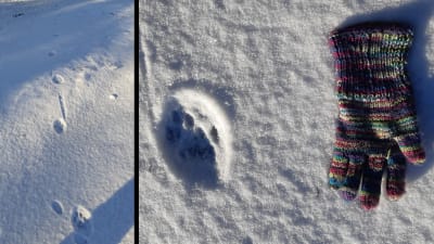 Två bilder på djurspår i snö, till höger en färggrann vante.