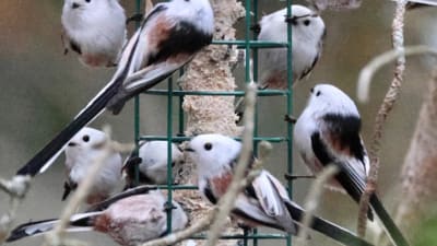 Ett tiotal småfåglar vid fågelmatningsstation.